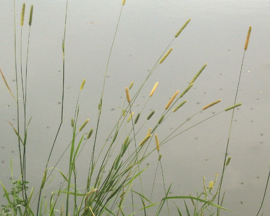 Grass Bank Grasses growing by the pond at A & C's land. Th… Flickr