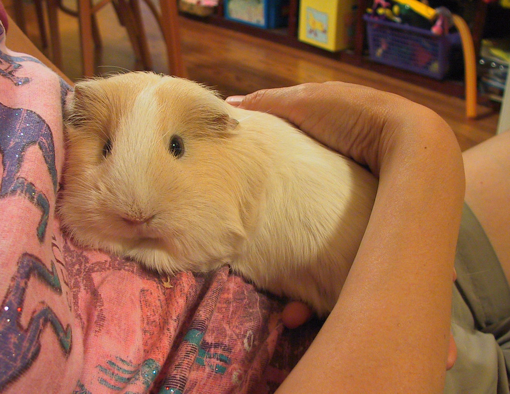 Stripe My nieces' guinea pig Stripe is pretty cuddly. Stri… Flickr