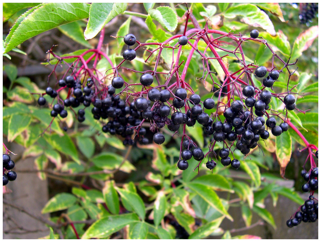  sauco Sáuco (Sambucus nigra) Emi Yañez Flickr