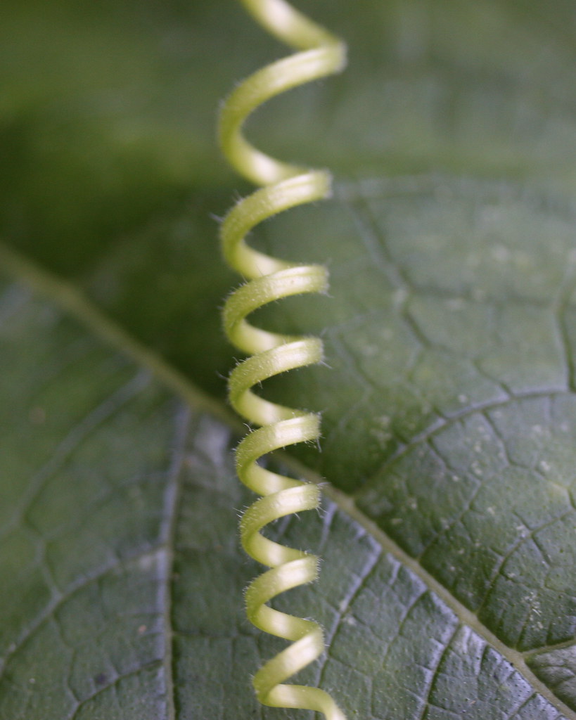 Squash tendril All of these tendril shots are in our garde… Flickr