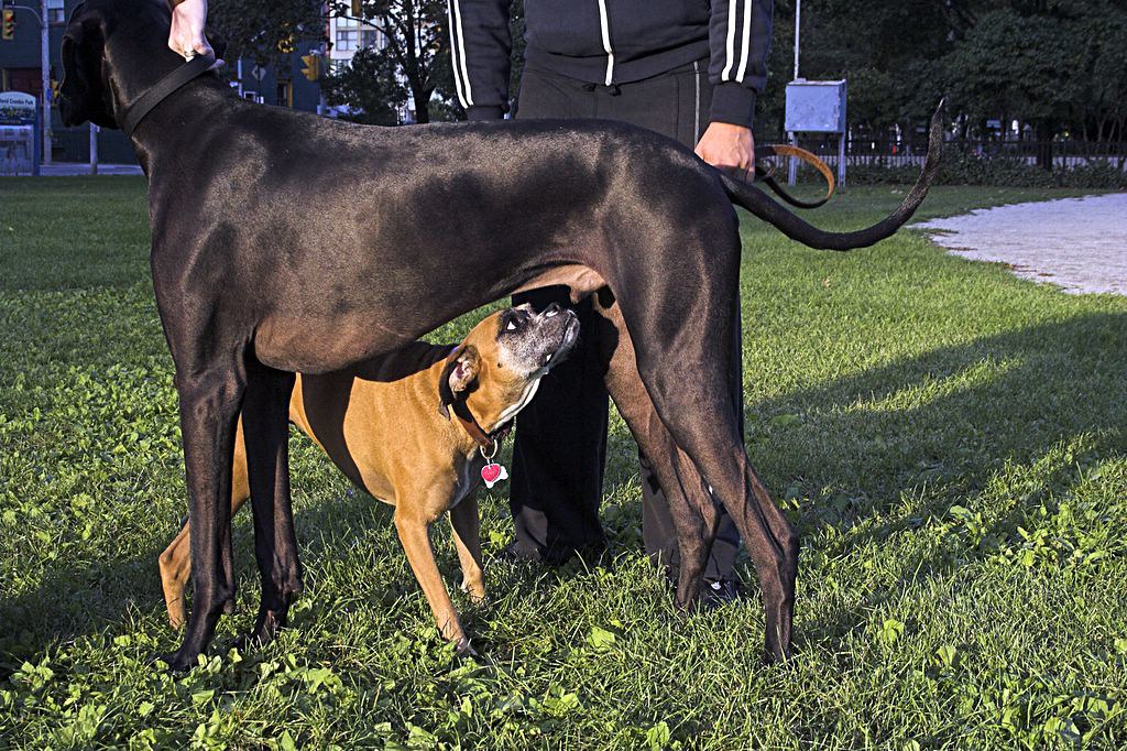 Great Dane Frame Great Dane Frame 2 Ryan Flickr