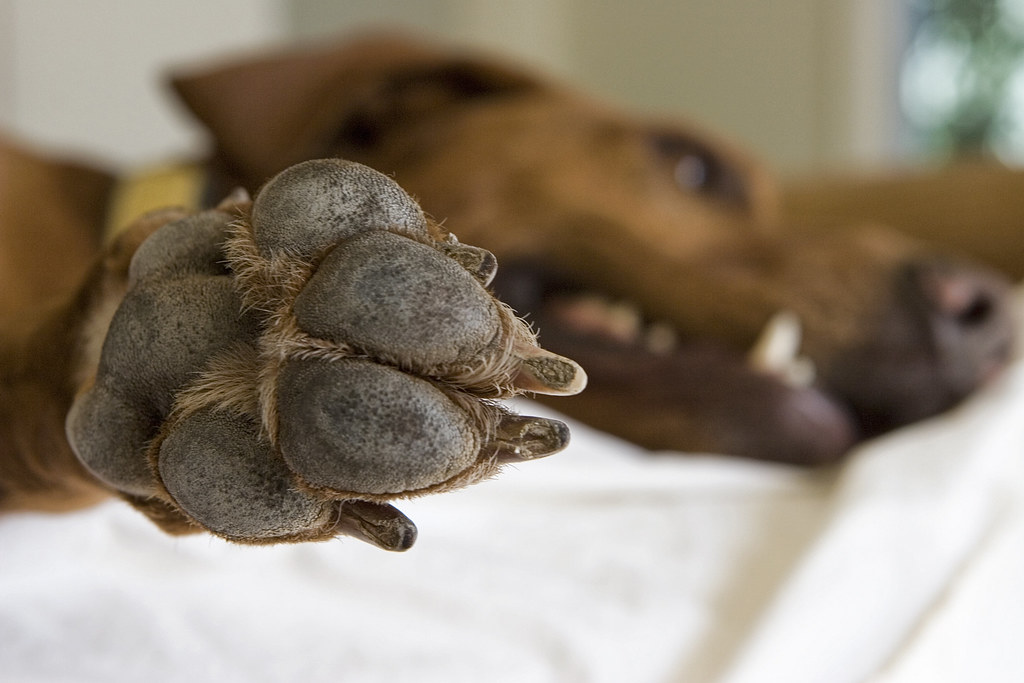 Frito If you've never smelled your dog's paws, you'd be su… Flickr