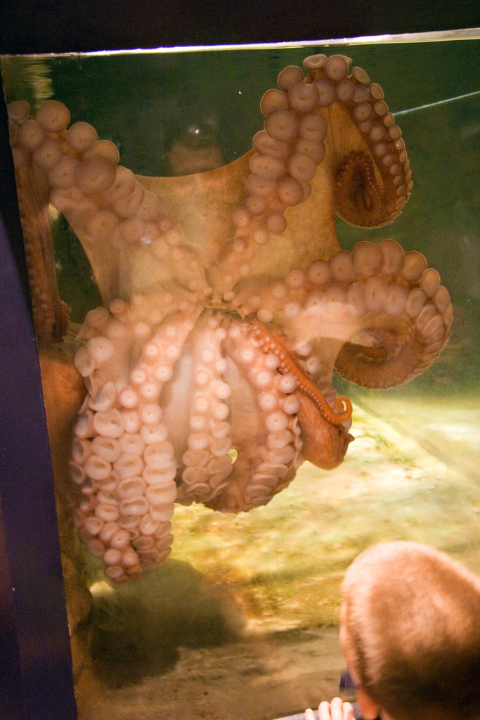 Feeding the Octopus We got to watch this giant octopus eat… Lance