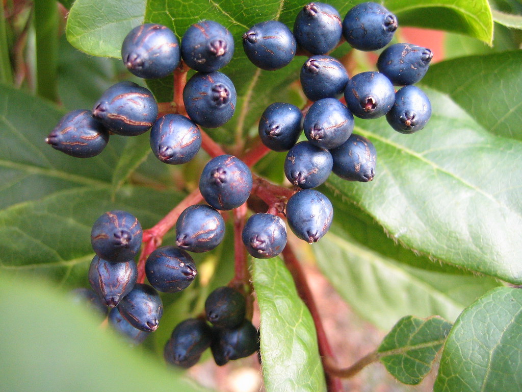 Berries Viburnum tinus Andrea Bellamy Flickr