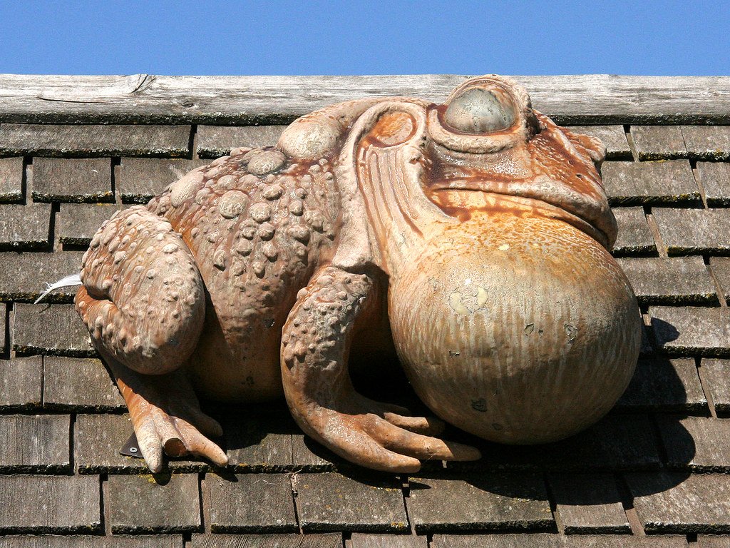 Big Frog This frog guards the entrance to the wetlands are… Flickr