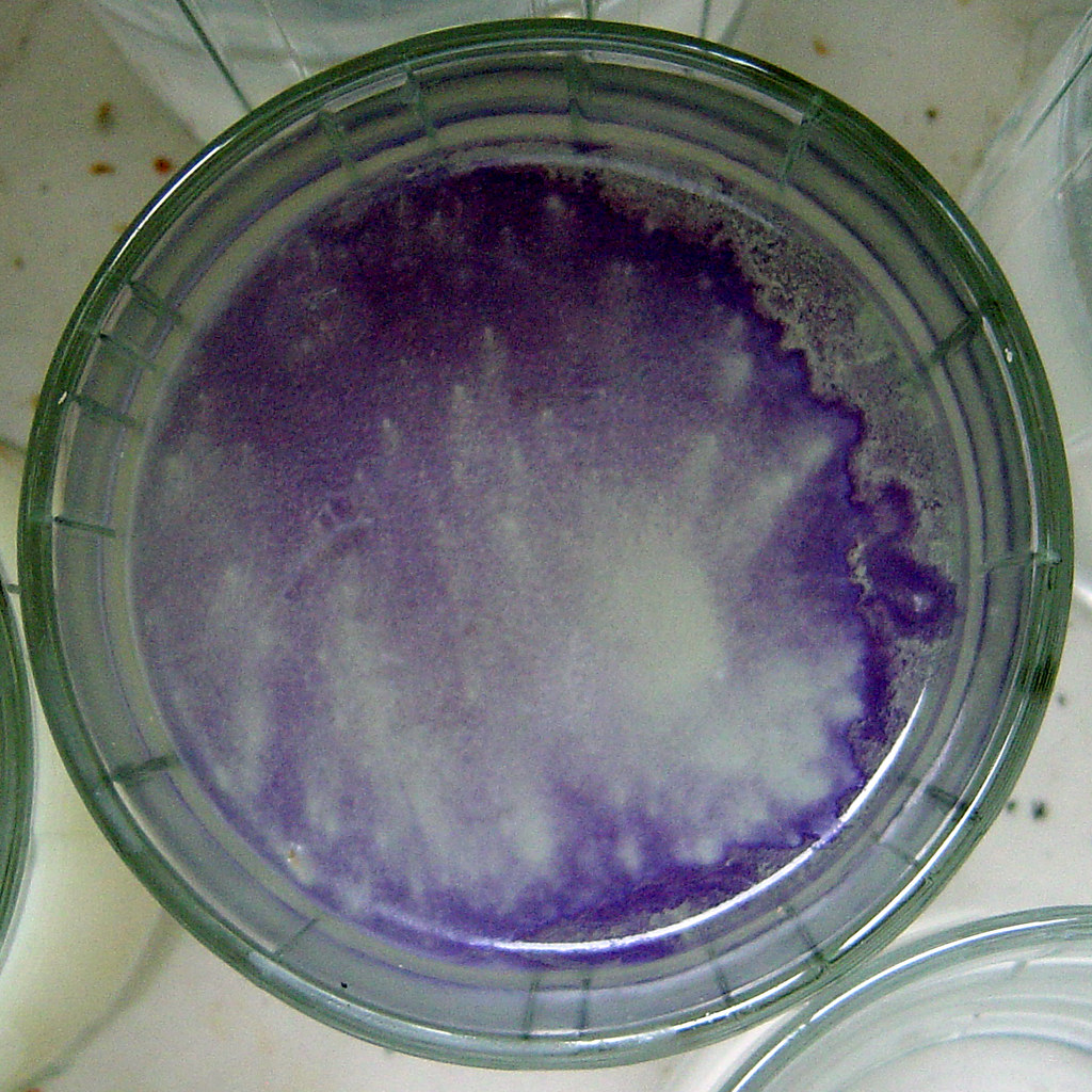 Purple Mold a photo on Flickriver
