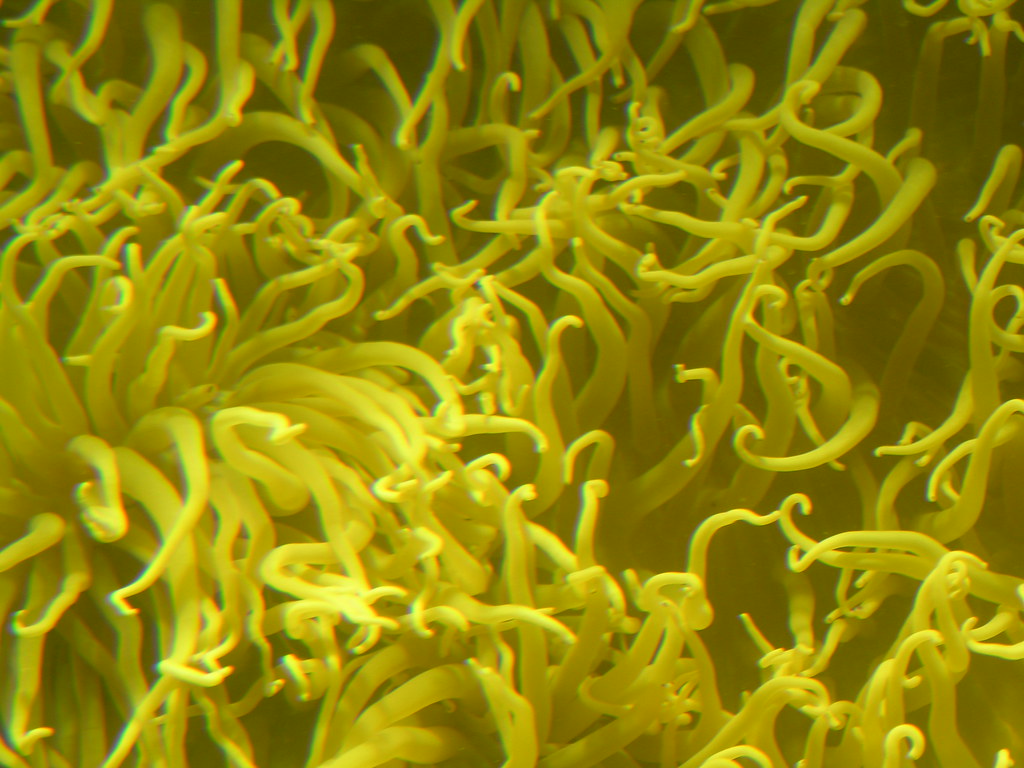 Hull The Deep, Hull. Jodi Crisp Flickr