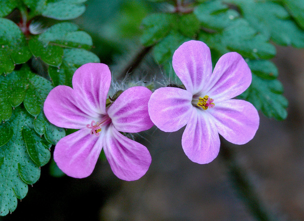 Geranium robertianum 1 Geraniaceae Wide distribution, a… Flickr