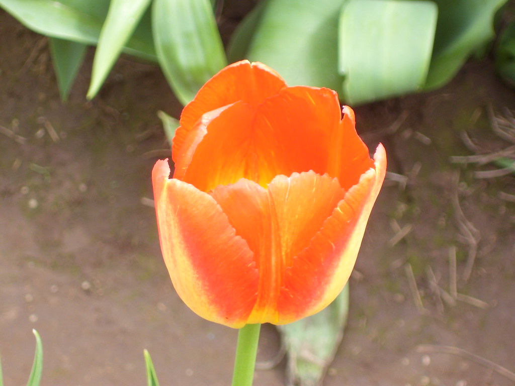 WoodBurn Tulip Festival Emma Loves you Flickr