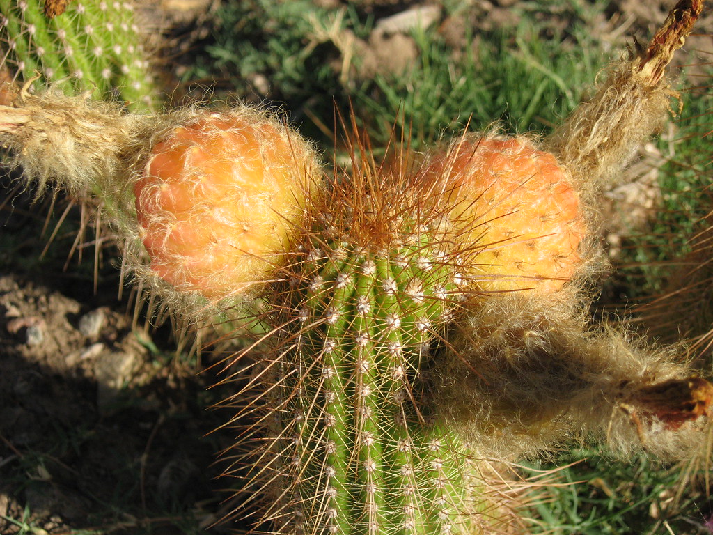 cactus balls 1 After the blooms finished, these balls form… Flickr