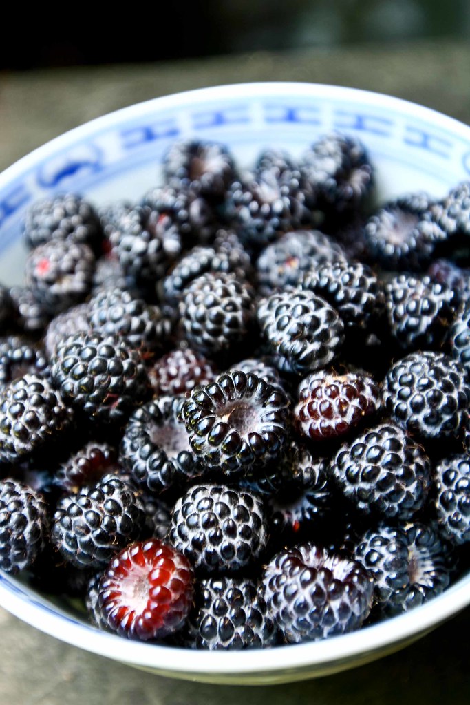 09jul20 fresh boysenberries from the garden Paul Joseph Flickr
