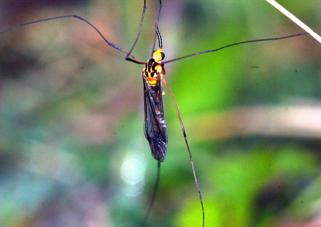 Tiger Crane fly, Collinsville Flickr