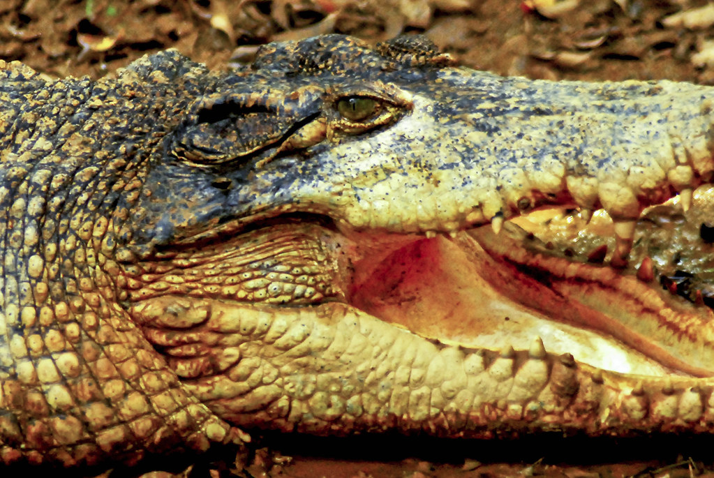 Buaya Tembaga ©Shaza79 Flickr