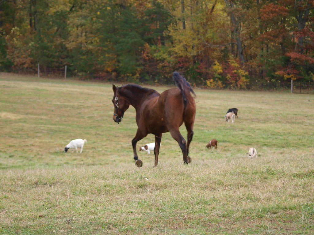 Elk Run Road 021 Anacharsis Clootz Flickr