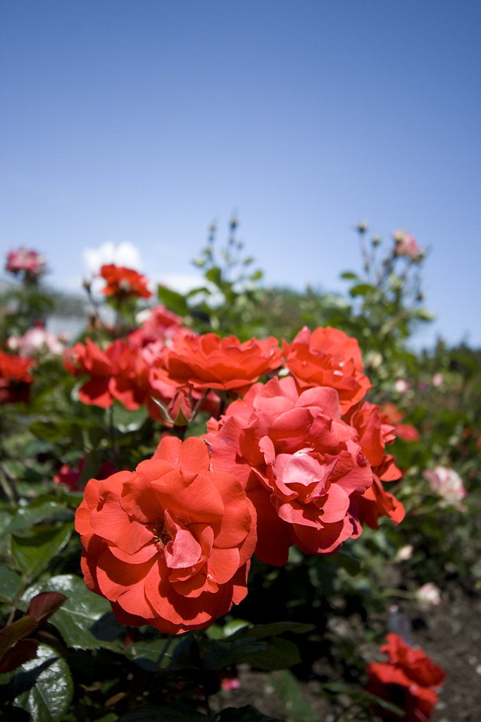 Roses smell like moo poo Elan Shi Flickr