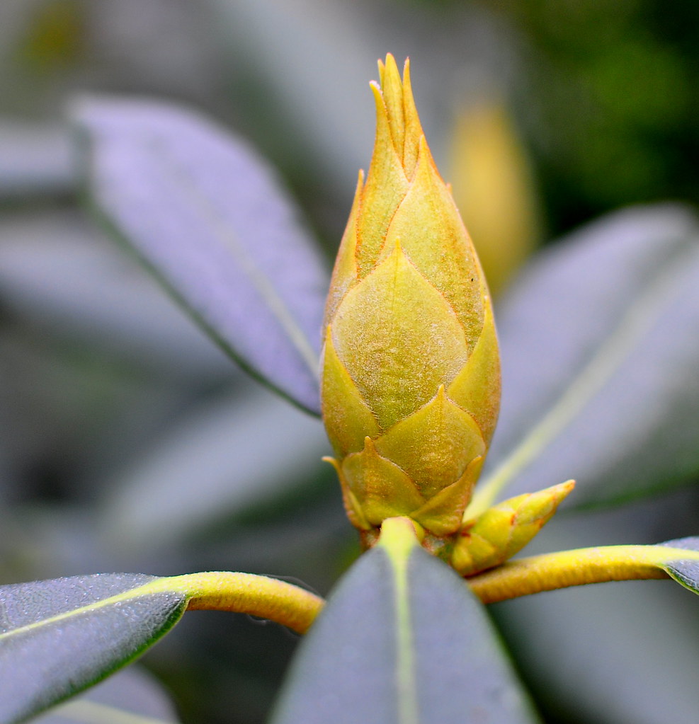 Rhododendron Bud Waiting for Spring Nikon D90, 35mm AFS ,… Flickr