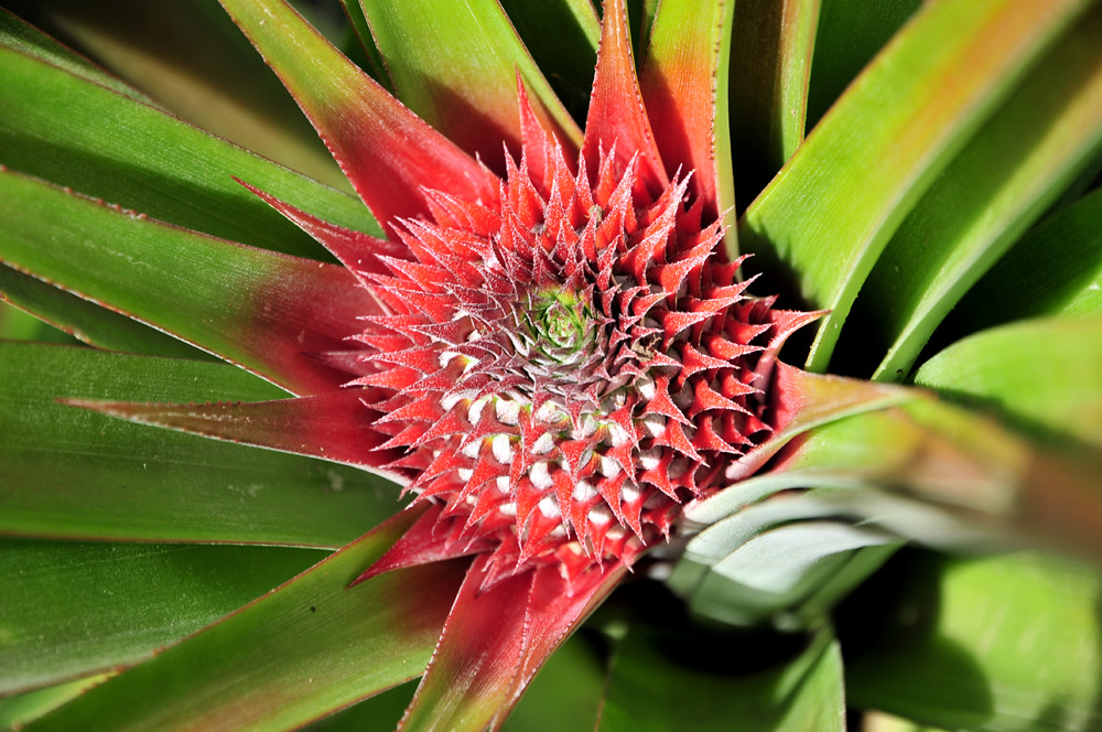 Pineapple farm 2 A pineapple growing in the Ntungamo distr… Flickr