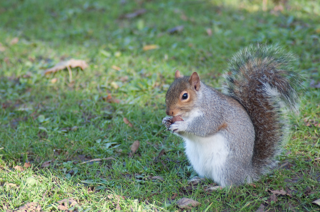 Squirrel Similar to the Squirrels in Hyde Park, this chap … Flickr