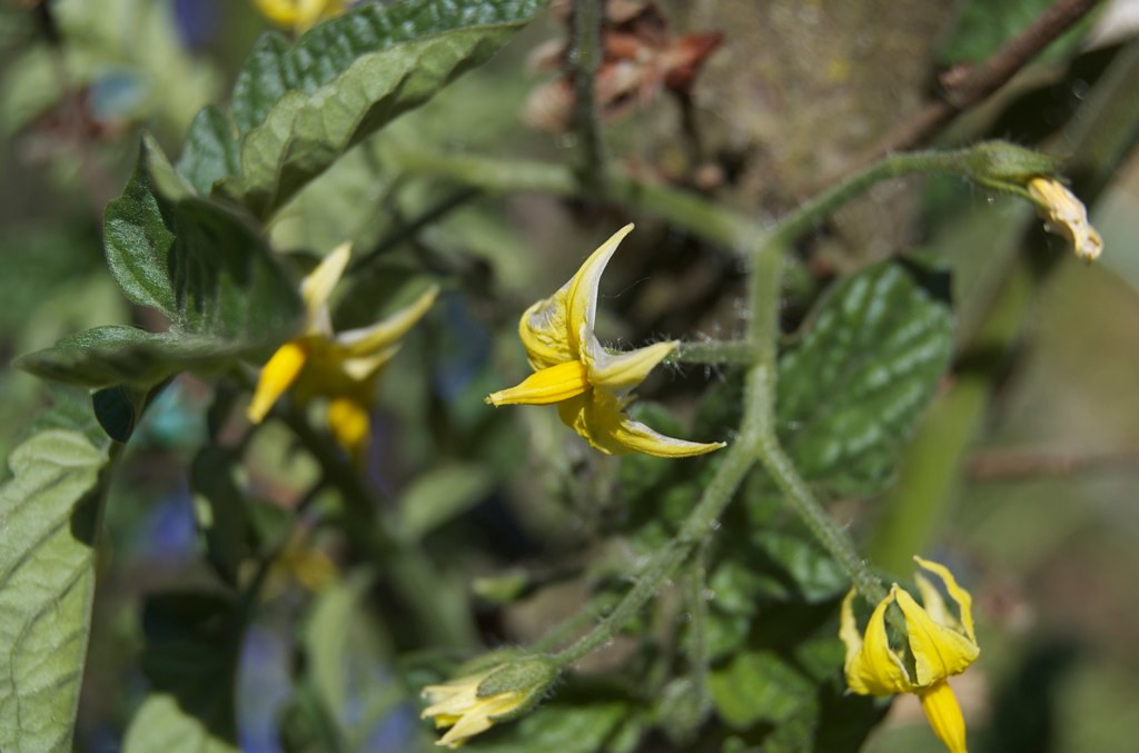 DSC_0377 tomato blossoms, sweet 100. David Owen Flickr