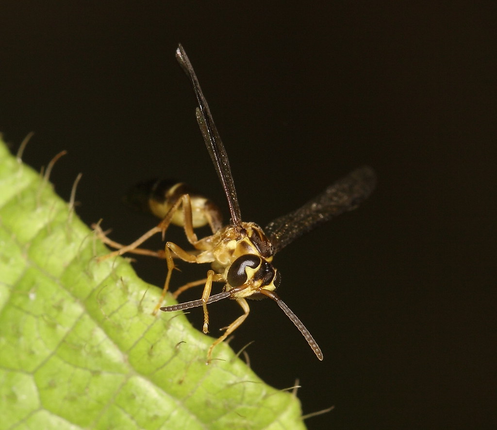 0875 YellowJacket YellowJacket (or Jack Spaniard in Trin… Flickr
