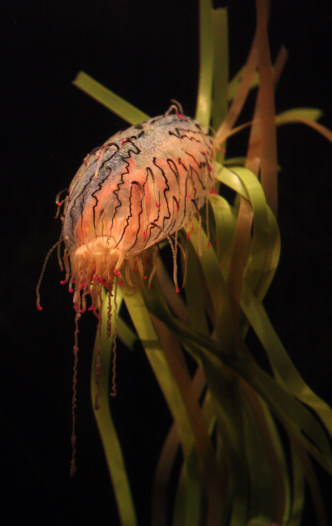 Flower hat jellyfish 3 FLower hat jellyfish at the New Eng… Flickr