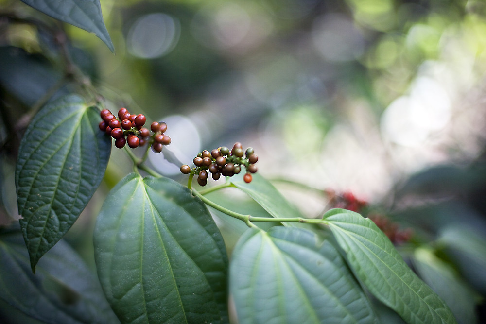 Our pepper vines are growing in abundance... Today when I … Flickr