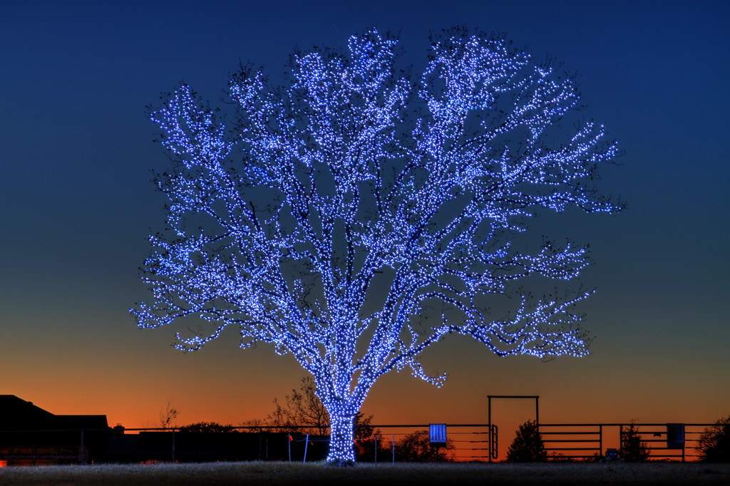 Texas Christmas Tree 2 A lone tree decorated for Christmas… Flickr