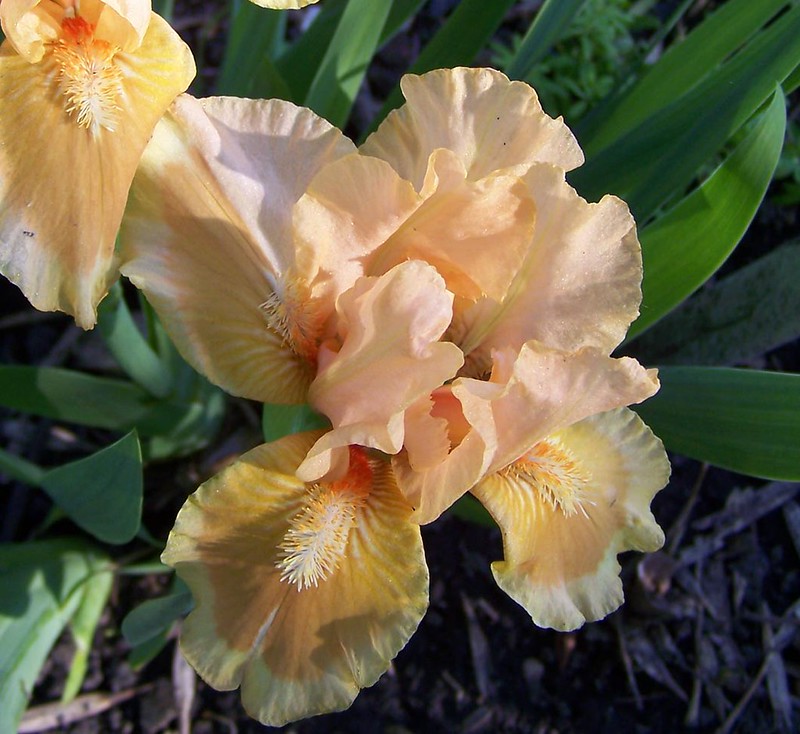 Iris Plants for Sale Flickr