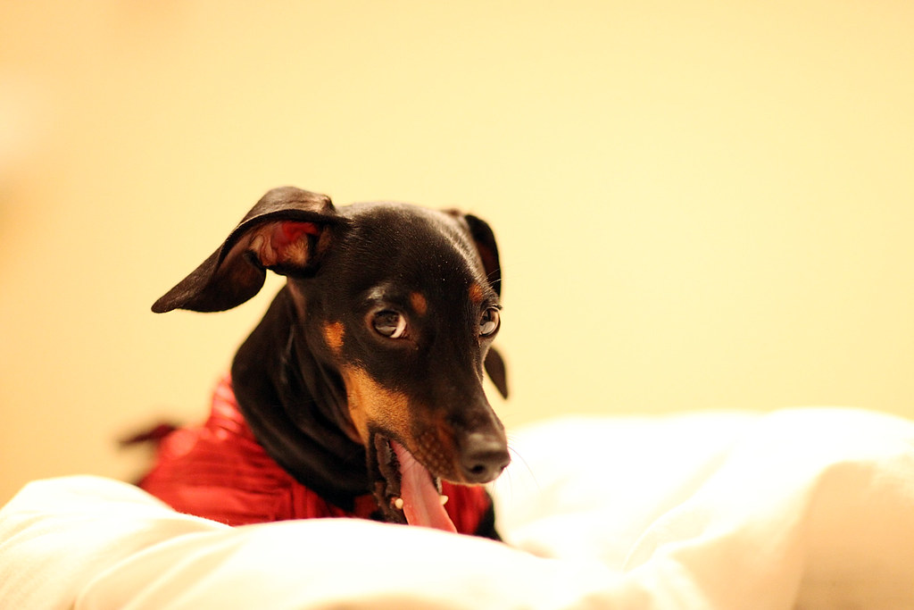 *yawn* Chloe the dachshund yawning immaculate aaron Flickr