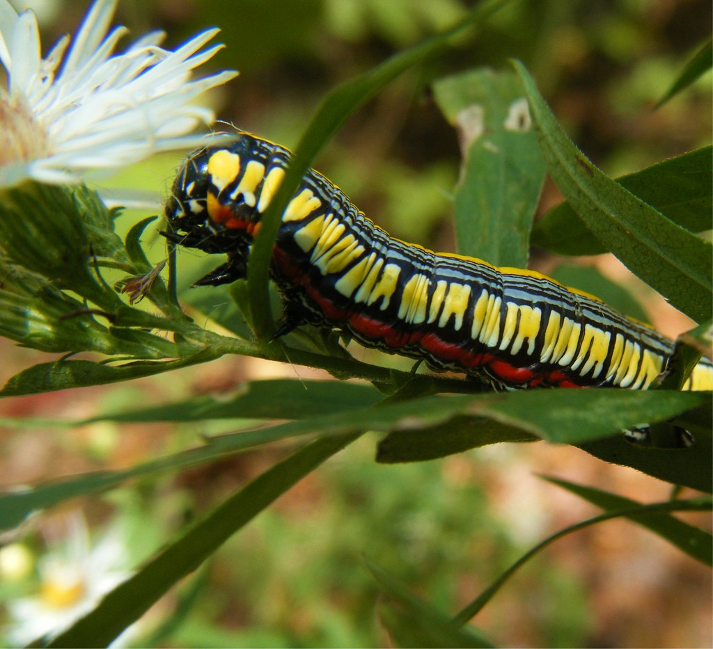 what's black, white, yellow and red... a Brown Hooded O… Flickr