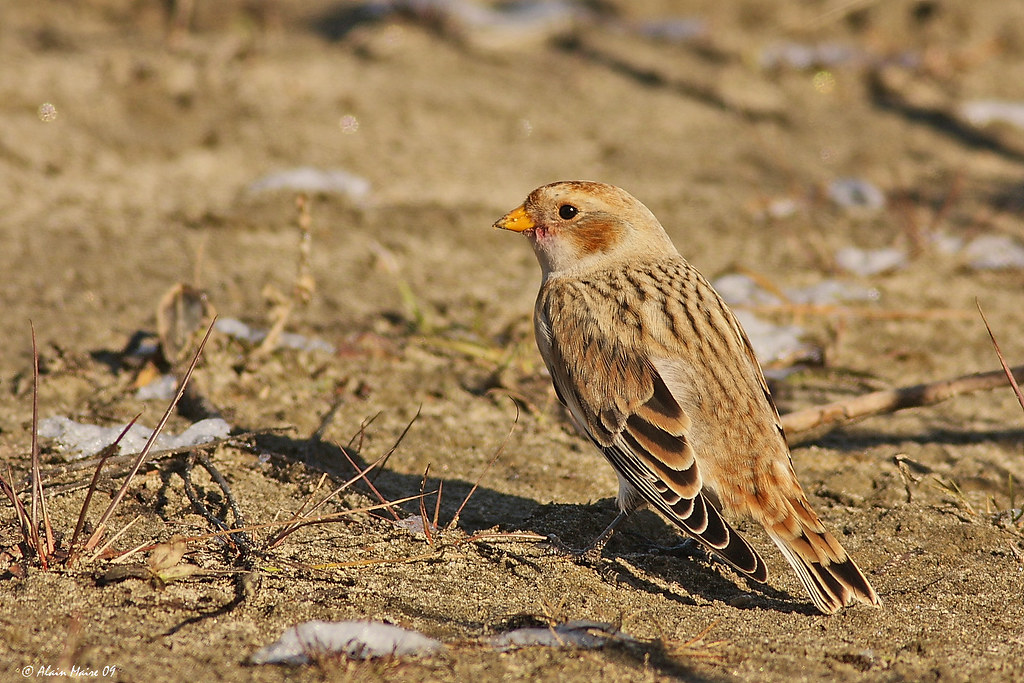 Bruant des neiges / Snow Bunting PointeYamachiche. Une de… Flickr