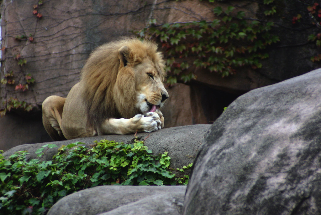 Lion Lion at the Zoo cleaning himself Rich Berrill Flickr
