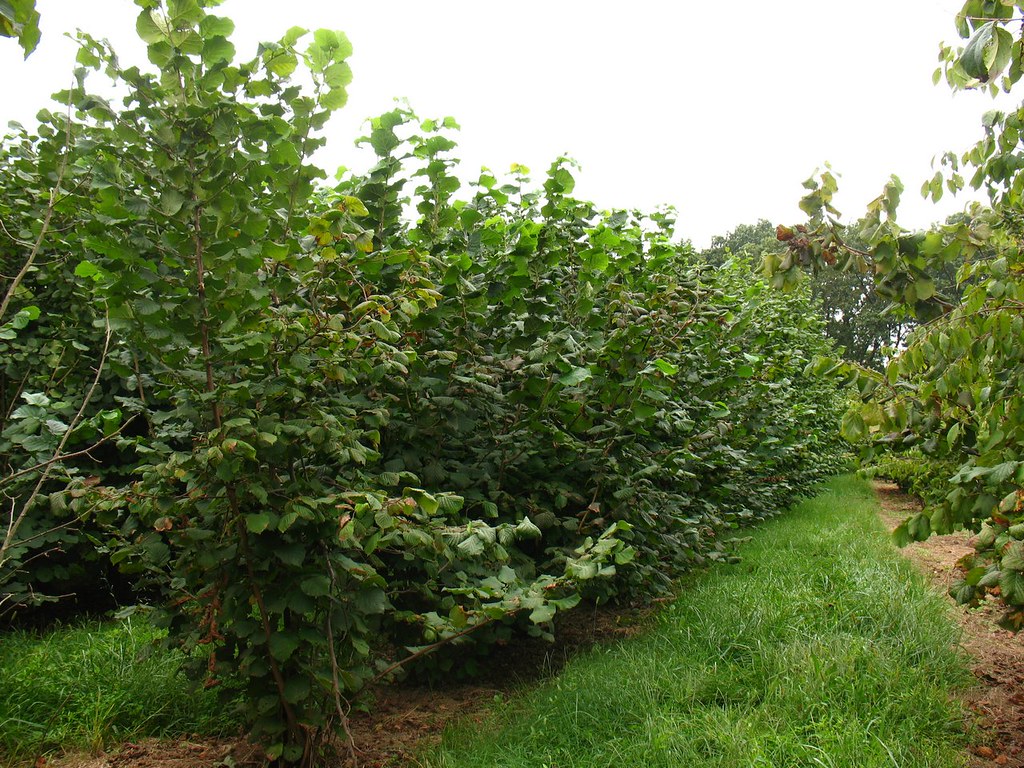 hazelnut plantation from Rutgers Research Farm, NJ Vilseskogen Flickr