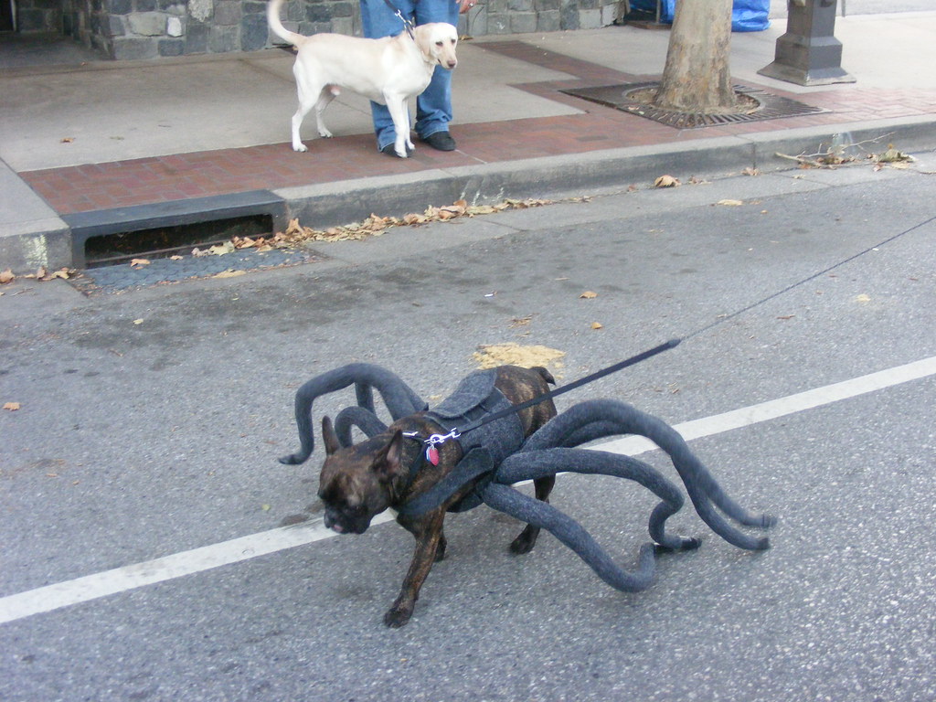 DSCF4170 a dog dressed up as a spider walking downtown in … Flickr