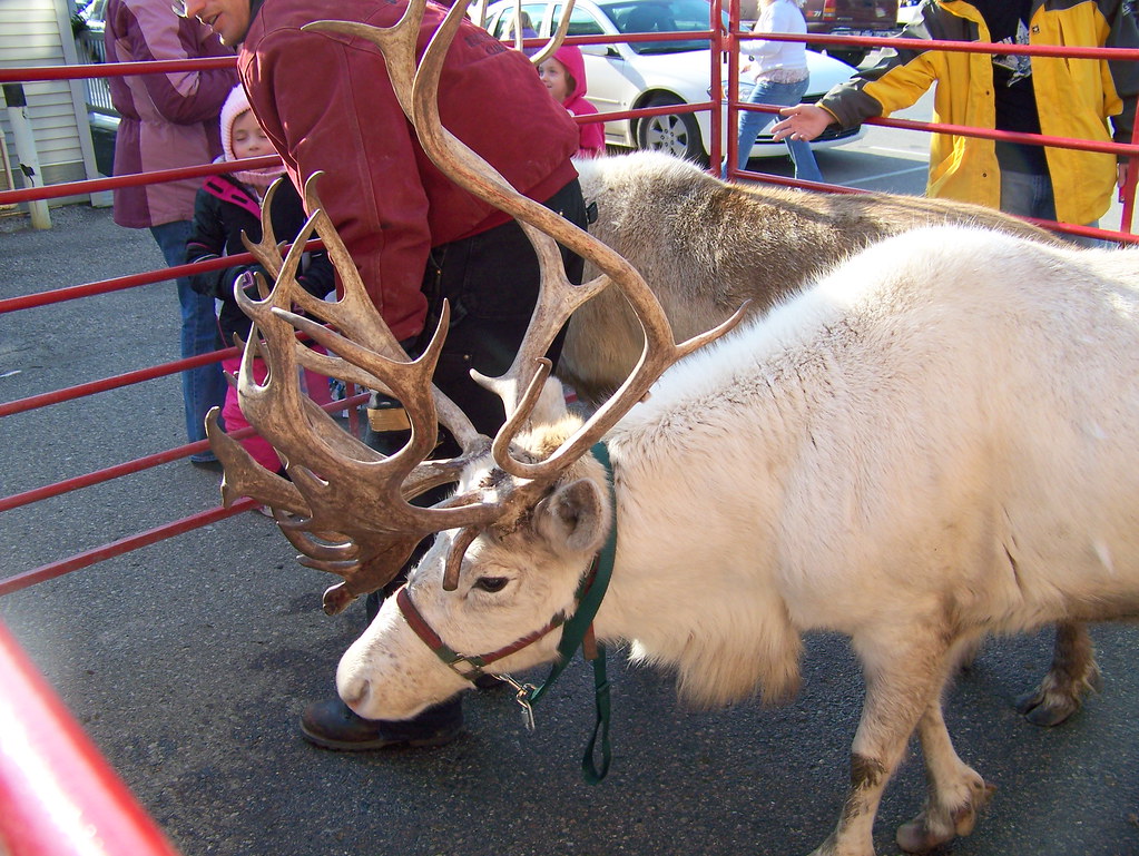 Lots of Horns Pic Happy1 (S S Photography) Flickr