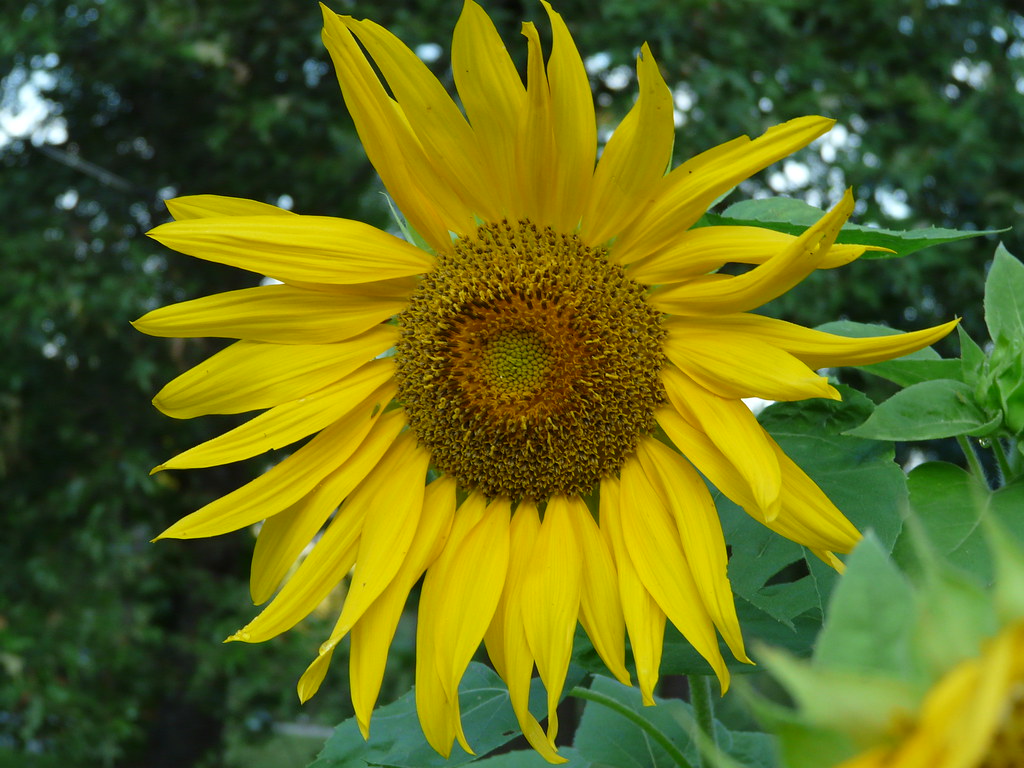 Dollar General Sunflower Seeds were 5 packs for a Dollar a… Flickr