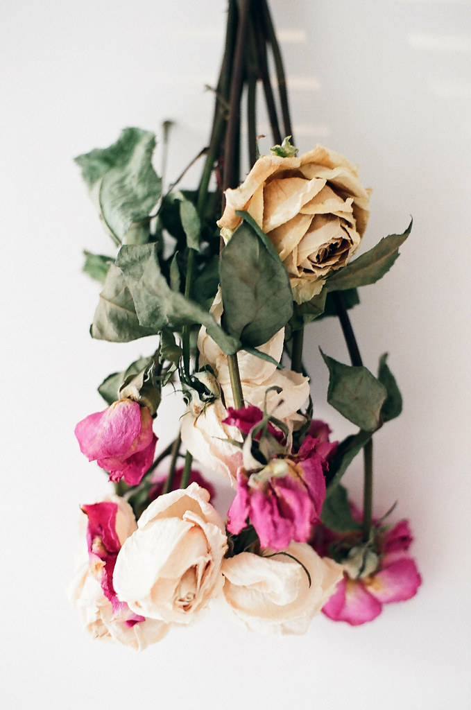 Dried flower Canon A1 Fuji Superia 200 hyuck Flickr
