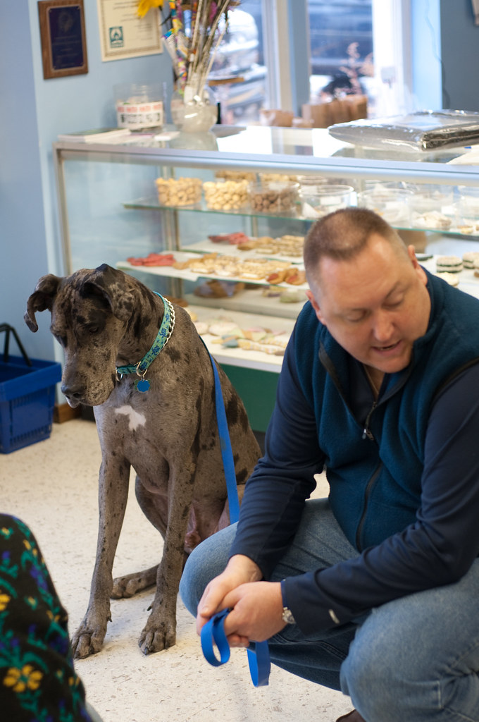 _DSC3439 Above & Beyond Great Dane Rescue Flickr
