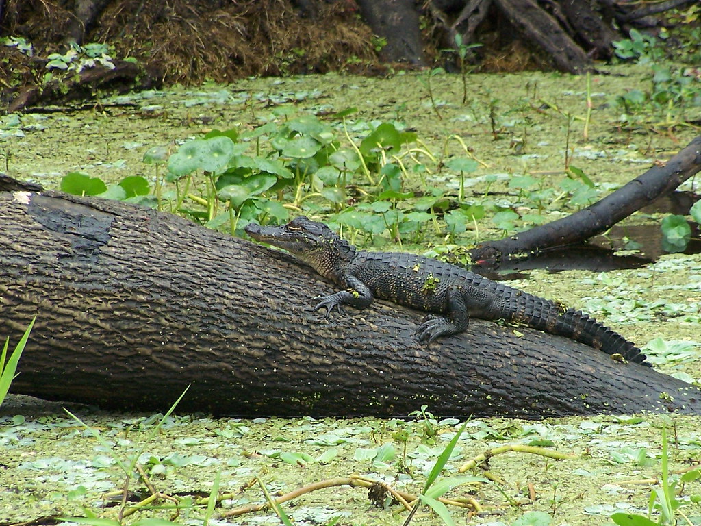 Young Alligator St. Johns River, Florida, USA GingerP43 Flickr