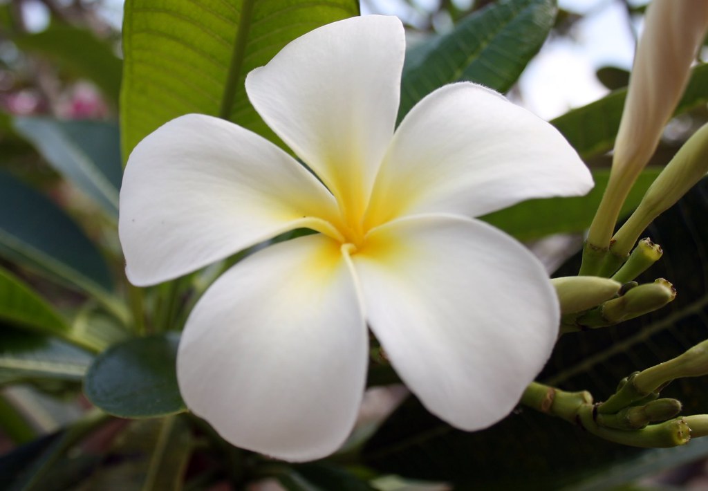 Frangipani flower September 09 Zanzibar Island Sandie GIACOBI