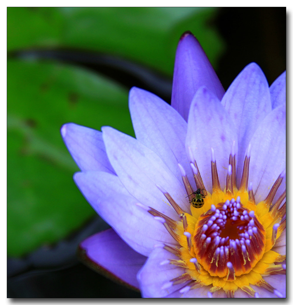 Water Lilies Texas Renaissance Festival There was a nice … Flickr