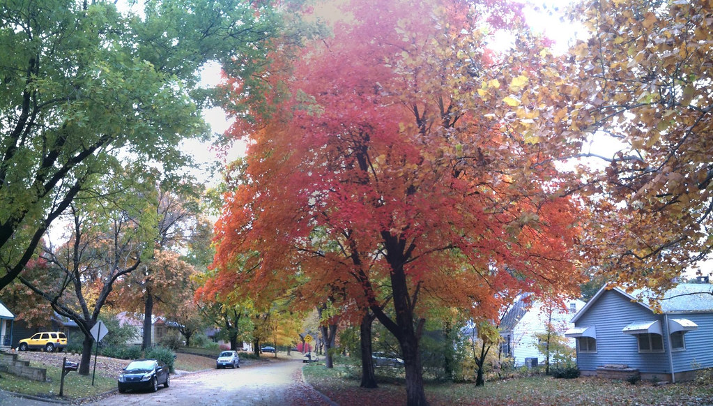 Beautiful tree in Manhattan, Kansas This image was created… Flickr