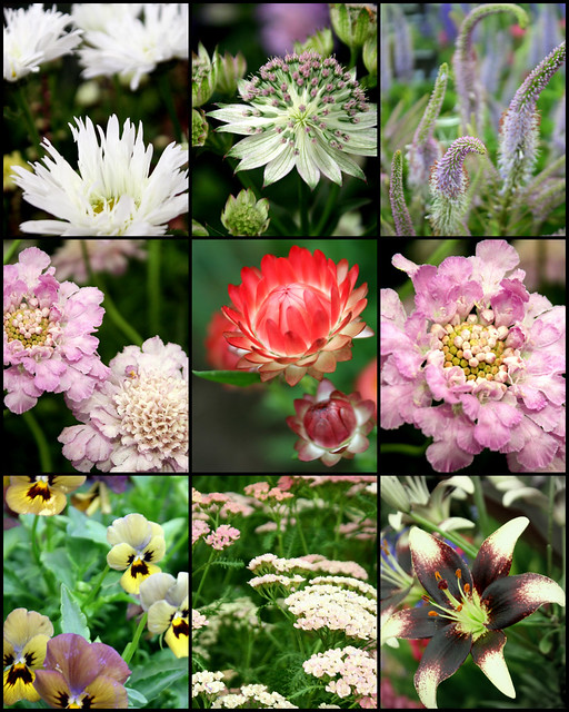 My favourite flowers ) a photo on Flickriver