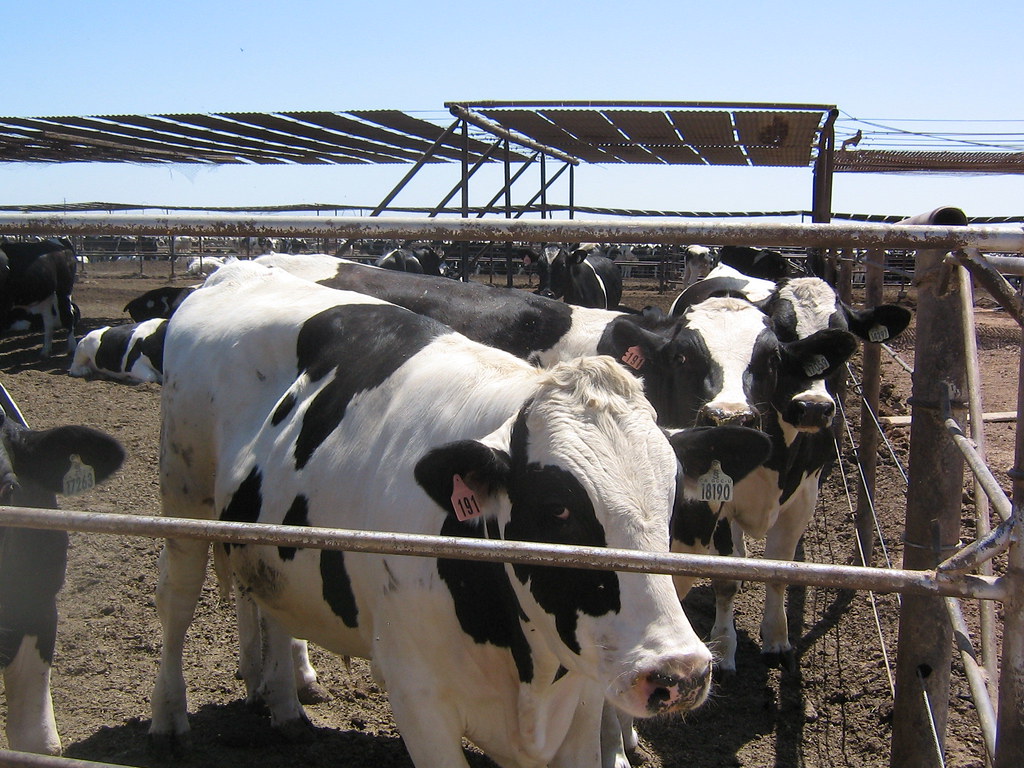 Superior Dairy farm On our way to Salvation Mountain from … Flickr