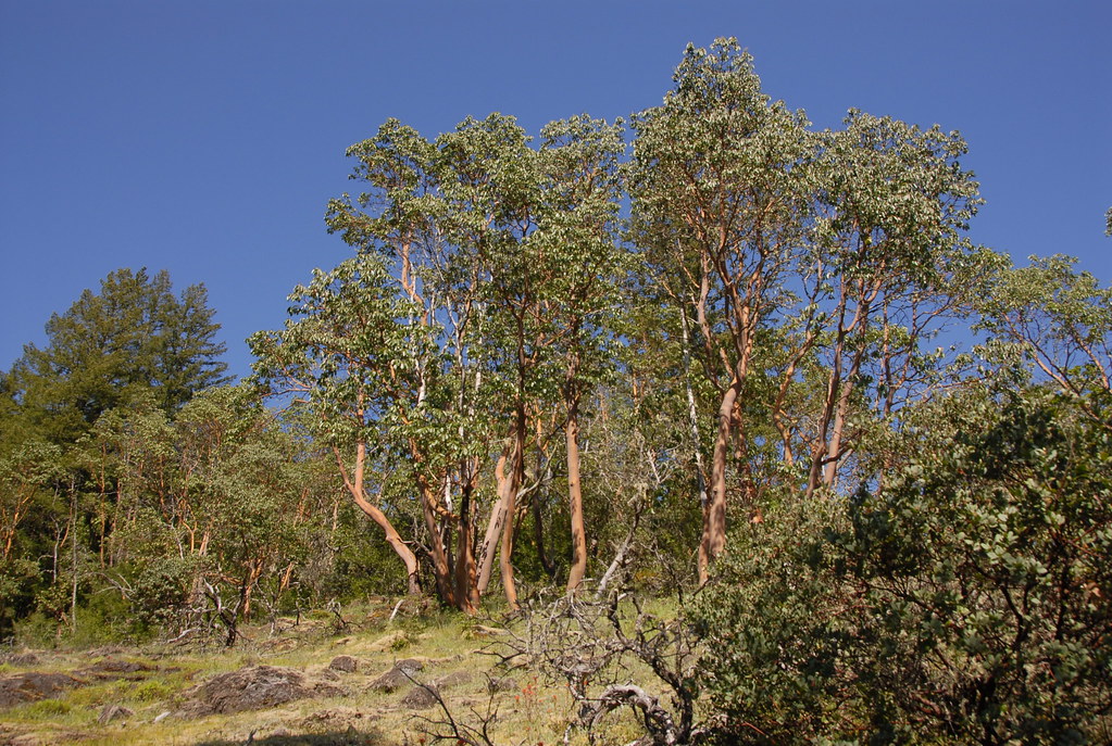 Madrone Heights A lot of Madrone and Poison Oak grows on t… Flickr