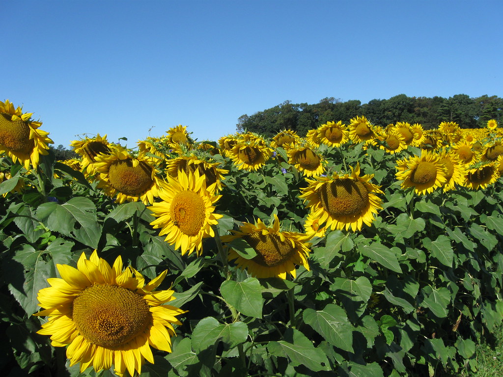 Maryland Sunflowers 29 Sunflowers along MD Rte 439 Flickr