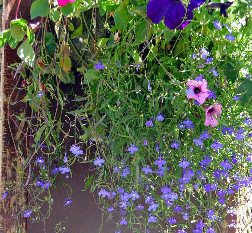 Buxton, England Flowers in a hanging basket CameliaTWU Flickr