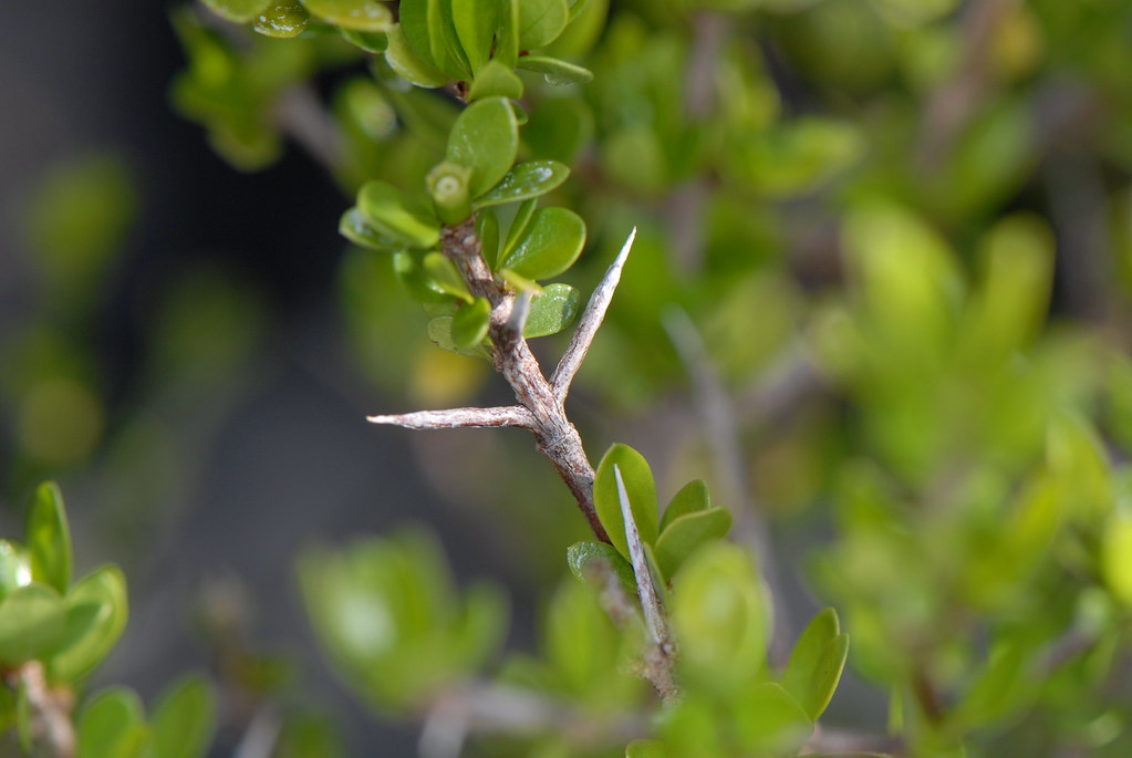 Randia aculeata L. box briar (thorns) BDA 32°18' 39