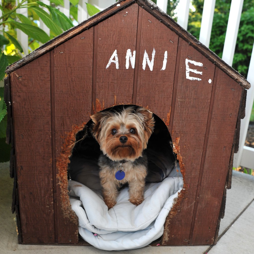 The Dog House Her name is Riley [ not Annie]. She was the… Flickr