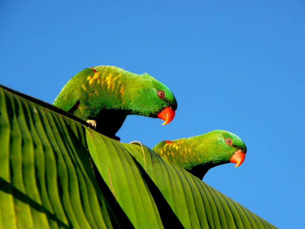 Green/Blue A pair of Scaley's or Australian Grass Parrots … Flickr